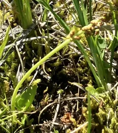 little grapefern thumbnail 3
