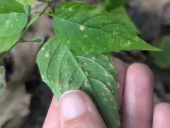 Puccinia circaeae thumbnail 2