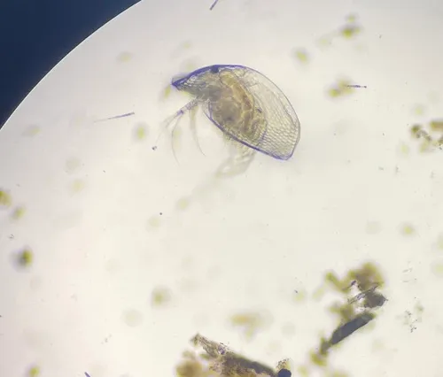 Gliding Waterflea