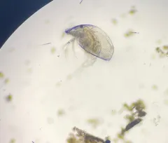 Gliding Waterflea thumbnail 1
