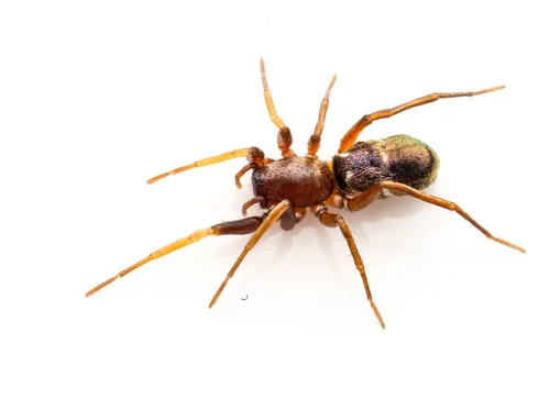 Micaria utahna
