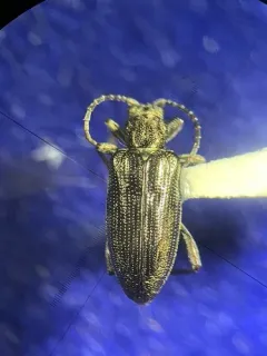 Tubercle-faced reed beetle thumbnail 2