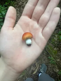 Burnt-orange Bolete thumbnail 2