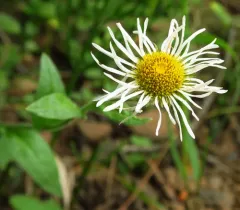 Coulter's fleabane thumbnail 4