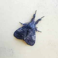 Variable Tussock Moth thumbnail 2