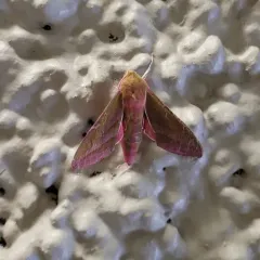 Elephant Hawkmoth thumbnail 2