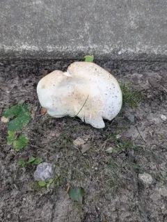 Russula psammophila thumbnail 4