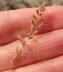 Creeping Bent thumbnail 3