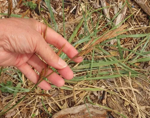 seaside brome