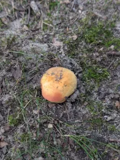 Russula luteobasis thumbnail 2