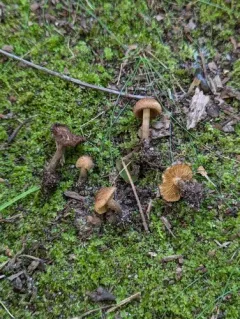Inocybe luteifolia thumbnail 4