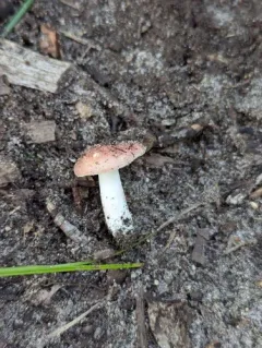 Russula subtilis thumbnail 2