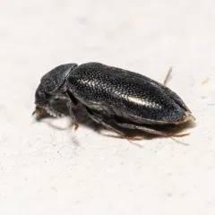 Semijulistus ater thumbnail 4