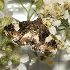 Four-spotted Moth thumbnail 4
