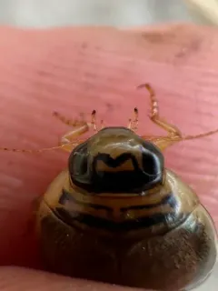 Mottled Diving Beetle thumbnail 2