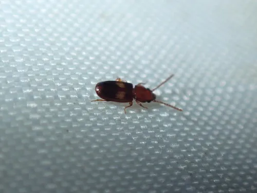 Two-spotted Flat Bark Beetle