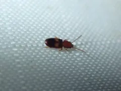 Two-spotted Flat Bark Beetle thumbnail 1