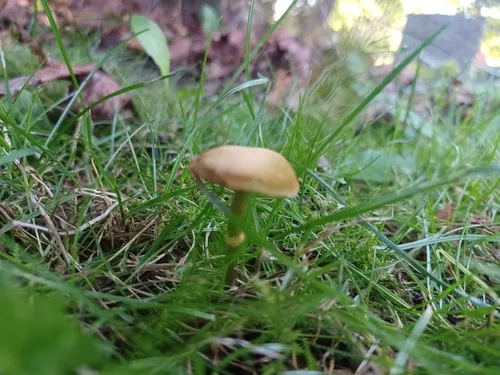 Pholiotina utricystidiata