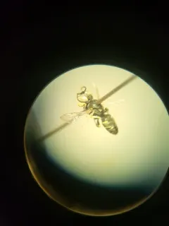 Oxybelus pacificus thumbnail 2