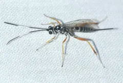 Messatoporus compressicornis thumbnail 3