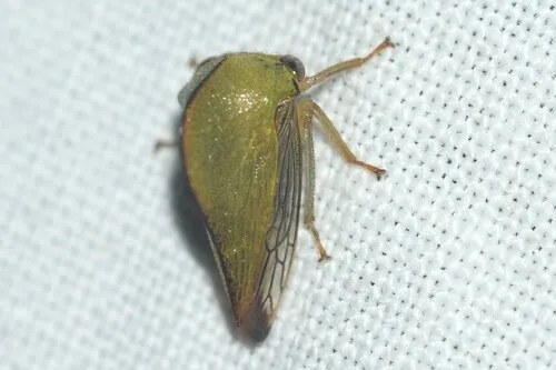 Archasia pallida