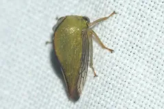 Archasia pallida thumbnail 1