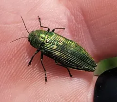 Buprestis langii thumbnail 2