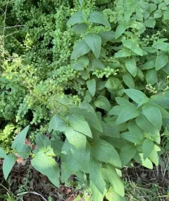 Common Figwort thumbnail 4