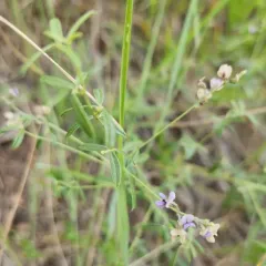 Slimflower Scurfpea thumbnail 3