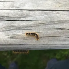 Brown-tail Moth thumbnail 3