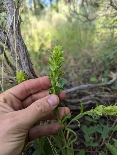 Green-tinged Paintbrush