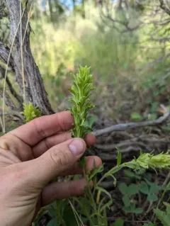 Green-tinged Paintbrush thumbnail 1