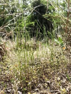 sixweeks grass thumbnail 2