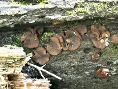 Pachyella adnata thumbnail 1