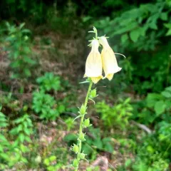Yellow Foxglove thumbnail 4