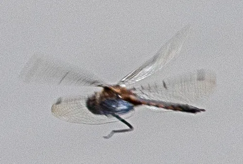 Dot-winged Baskettail