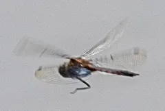 Dot-winged Baskettail thumbnail 1