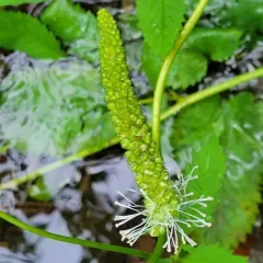 Sitka burnet thumbnail 4