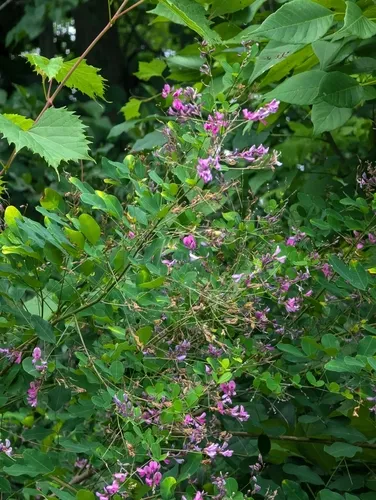shrub lespedeza