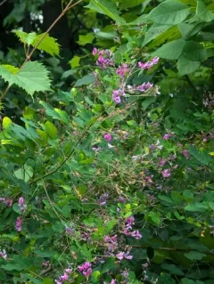 shrub lespedeza thumbnail 1