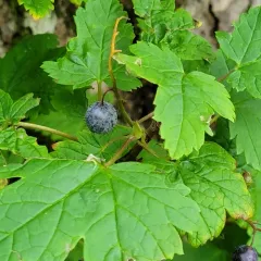 Trailing Blackcurrant thumbnail 3