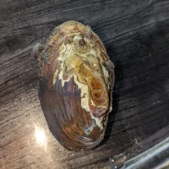 Eastern Lampmussel thumbnail 4