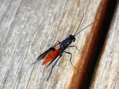 Sirex Ibaliid Wasp thumbnail 4