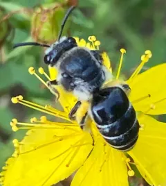 Sumac Cellophane Bee thumbnail 3