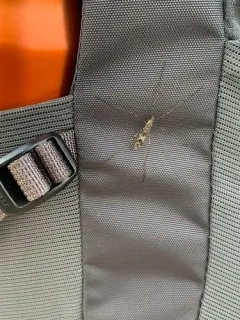 Tipula hermannia thumbnail 4