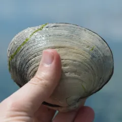 Butter Clam thumbnail 4