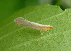 Shellenius schellenbergii thumbnail 1