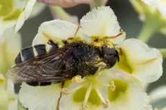 Stratiomys barbata thumbnail 3