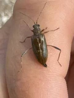 Pale pond lily leaf beetle thumbnail 2