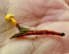 Ophiocordyceps variabilis thumbnail 3